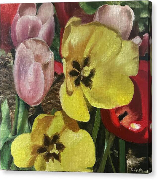 Emerging Tulips - Canvas Print