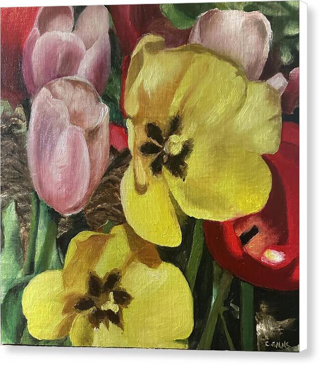 Emerging Tulips - Canvas Print