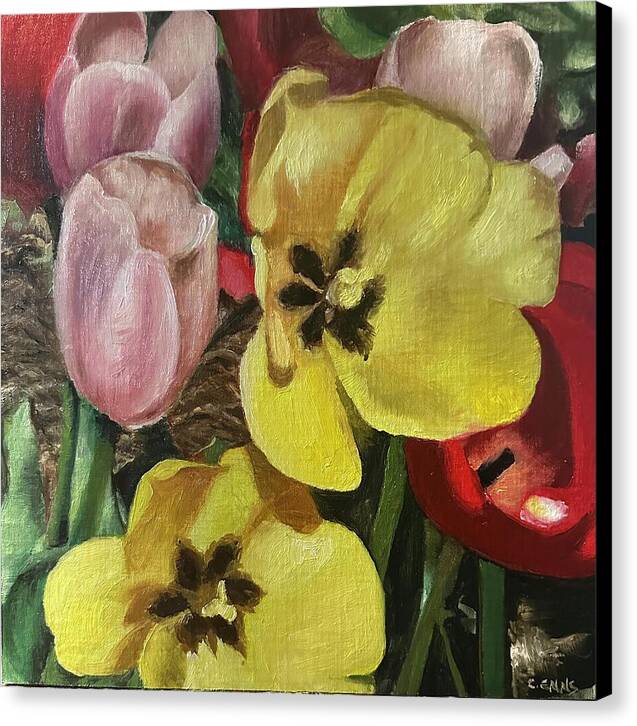Emerging Tulips - Canvas Print