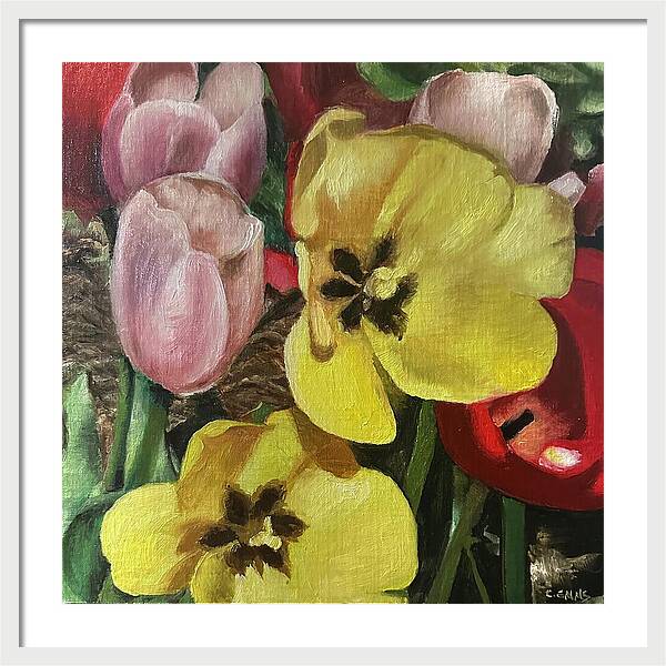 Emerging Tulips - Framed Print