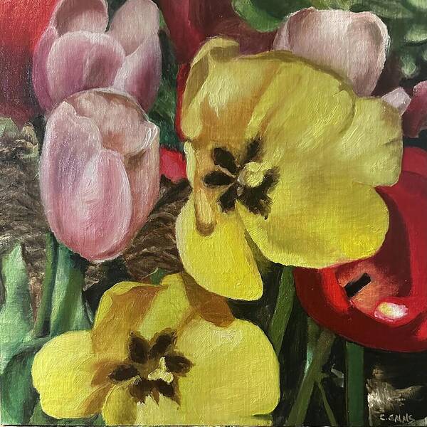 Emerging Tulips - Art Print