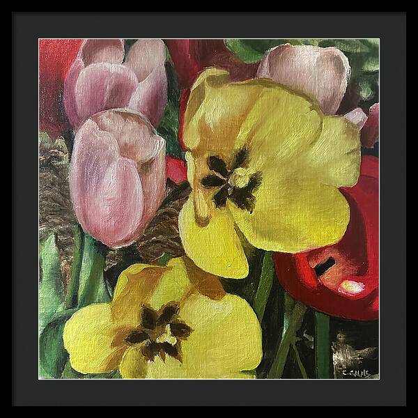Emerging Tulips - Framed Print