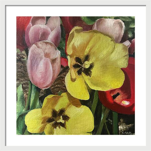 Emerging Tulips - Framed Print