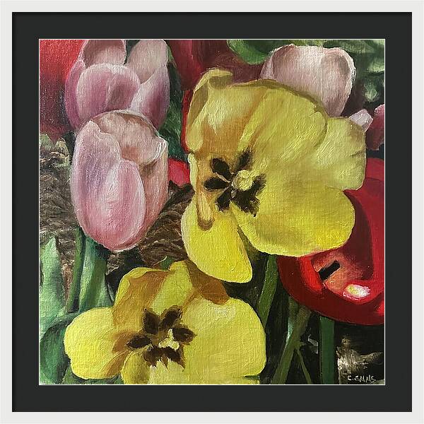 Emerging Tulips - Framed Print