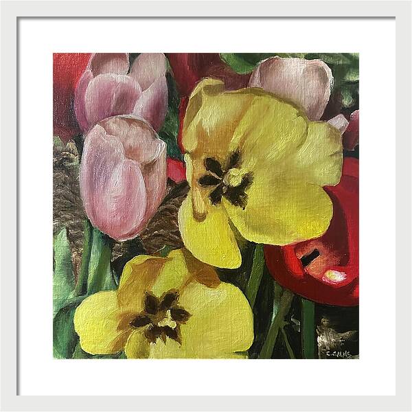 Emerging Tulips - Framed Print