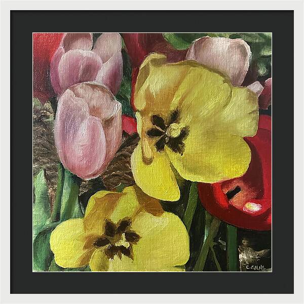 Emerging Tulips - Framed Print