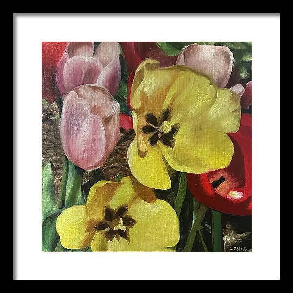 Emerging Tulips - Framed Print
