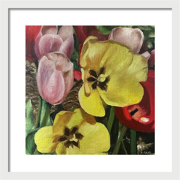 Emerging Tulips - Framed Print