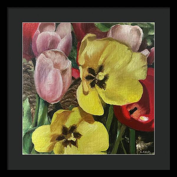 Emerging Tulips - Framed Print