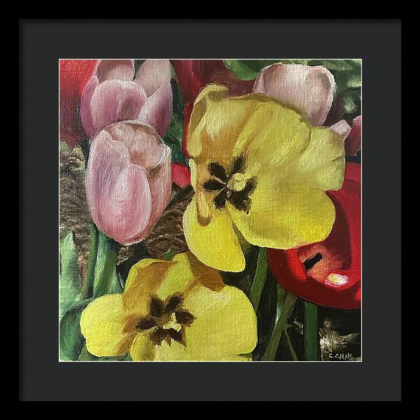 Emerging Tulips - Framed Print