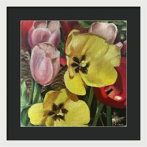 Emerging Tulips - Framed Print