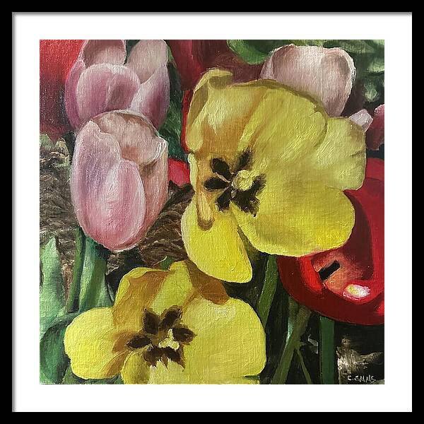 Emerging Tulips - Framed Print