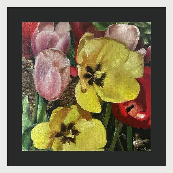 Emerging Tulips - Framed Print