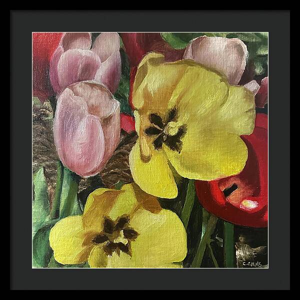 Emerging Tulips - Framed Print