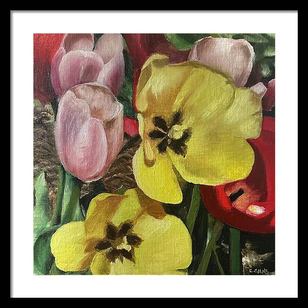 Emerging Tulips - Framed Print